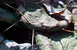 Opuntia humifusa 