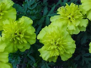 Marigold 'Primrose'