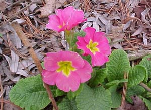 Primula vulgaris Mixed