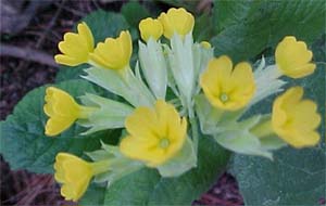 Primula veris subspecies macrocalyx 