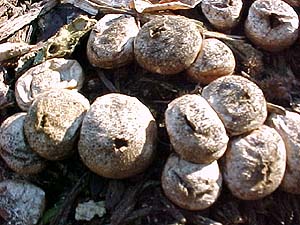 Gasteromycetes (unknown) (species)