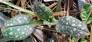 Pulmonaria (species)