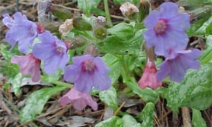 Pulmonaria (species)