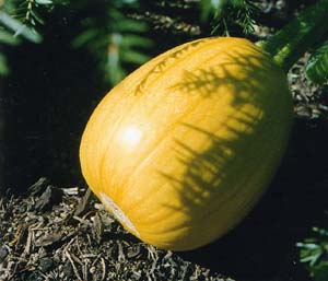 Cucurbita pepo Seedlings