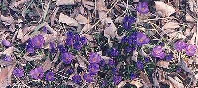 Crocus medius (unknown)