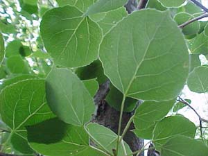 Populus tremuloides 