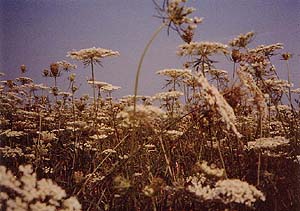 Daucus carota (species)