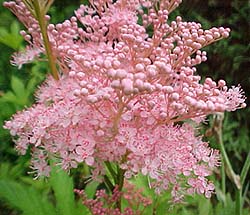 Filipendula venusta magnifica 