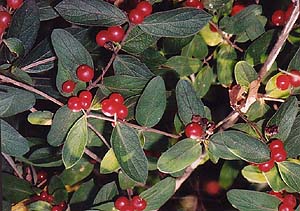 Lonicera tartarica 'Arnold's Red'