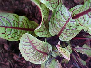 Rumex sangiuneus variegatus 