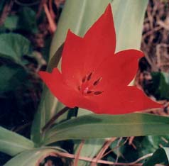 Rosularia chrysantha (species)