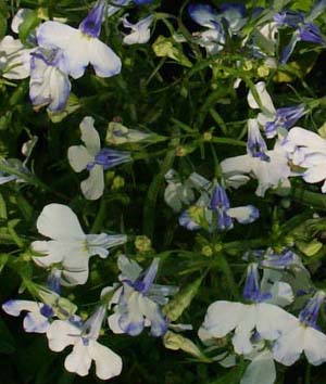 Lobelia 'Regatta Blue Splash'