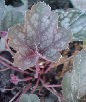 Heuchera 'Regina'