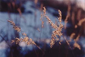 Sorgastrum nutans 'Sioux Blue'