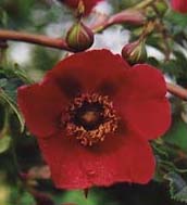 Rosa moyesii 