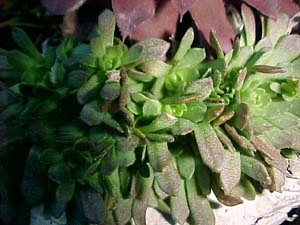 Rosularia chrysantha (species)