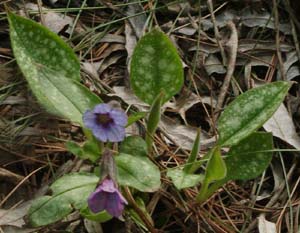 Pulmonaria saccharata 'Roy Davison'