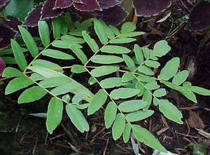 Osmunda regalis (species)