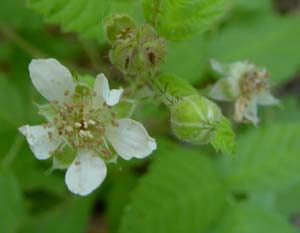 Rubus ursinus 