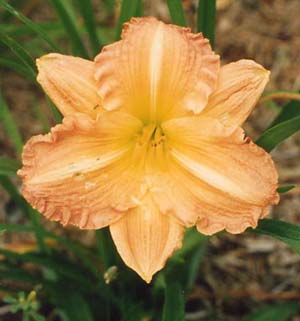 Hemerocallis 'Ruffled Apricot'