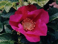 Rosa rugosa (species)