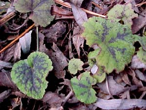 Tiarella wherryi 'Running Tapestry'