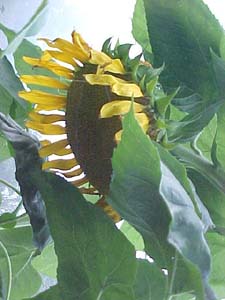 Helianthus annus 'Russian Giant'