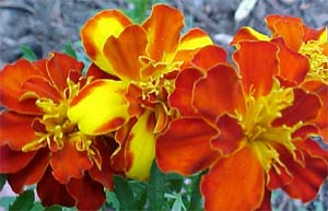 Marigold 'Safari'