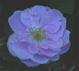 Rosa 'Sarah Van Fleet'