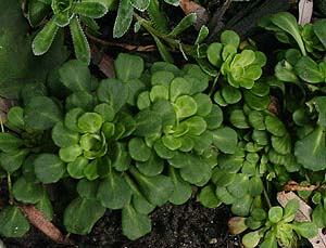 Saxifraga cuneifolia 