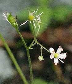 Saxifraga cuneifolia 