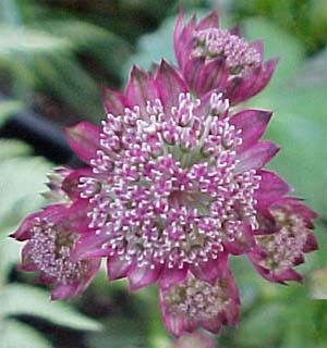 Scabiosa 