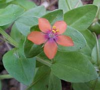 Anagallis arvensis (species)