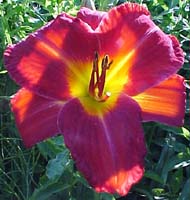 Hemerocallis 'Scarlock'