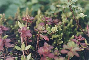 Sedum spurium 'Dragon's Blood'