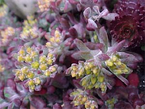 Sedum spurium 'Fuldeglut'