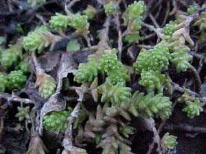 Sedum acre (species)