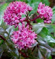 Sedum atropurpureum (species)