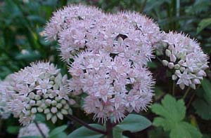 Sedum matrona (species)