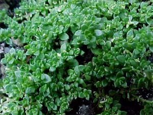 Sedum requieni 