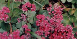 Sedum seiboldii (species)