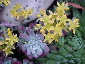 Sedum spurium 'Fuldeglut'