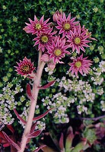 Sempervivium 'Betty'