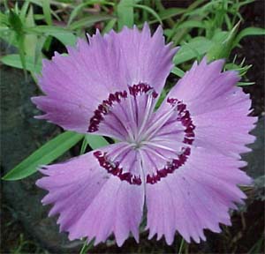 Dianthus 'Siberian Blues'