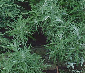 Artemesia lactiflora 'Silver King'