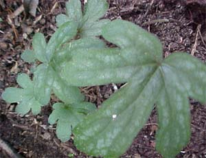 Tiarella wherryi 'Silver Streak'