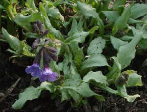 Pulmonaria saccharata 'Silver Streak'