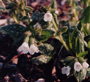 Pulmonaria 'Sissinghurst White'