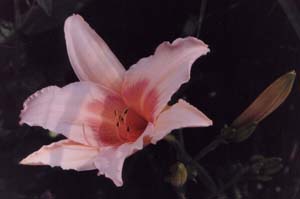 Hemerocallis 'Snow Valley'