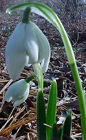 Galanthus nivalis 'Flore Pleno'